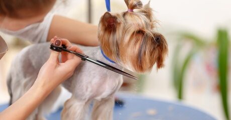 Up to 66% Off on Pet - Grooming / Salon at Family Pets Trading L.L.C