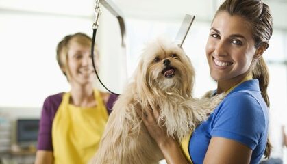 51% Off on Pet - Grooming / Salon at VIP PETS Grooming Salon