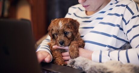 Dog Fostering Online Course