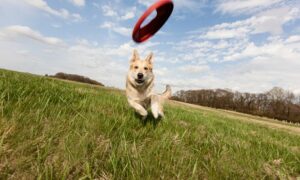 Dog Trainer Online Course