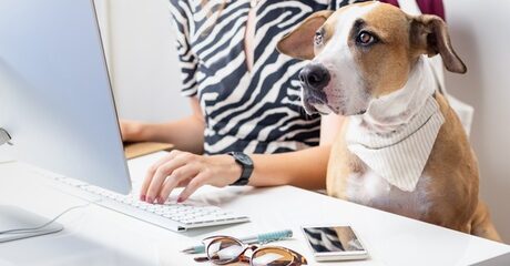 Dog First Aid Online Course