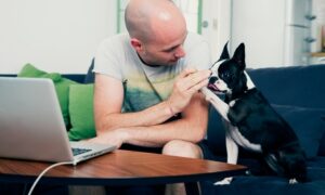 Dog Training Online Course