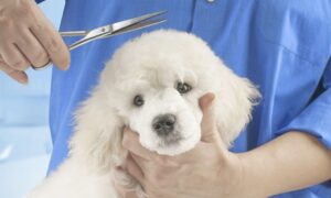 Pet - Grooming / Salon at Adore Love Pamper Pets Boarding and Grooming