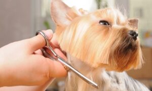 Up to 54% Off on Pet - Grooming / Salon at Pet Friends Vet Clinic