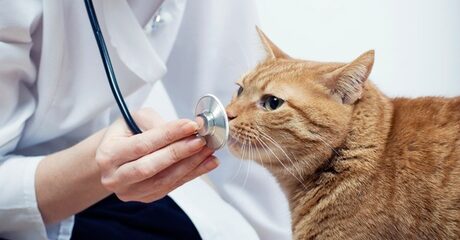 Up to 57% Off on Vet at Pet friends vet clinic