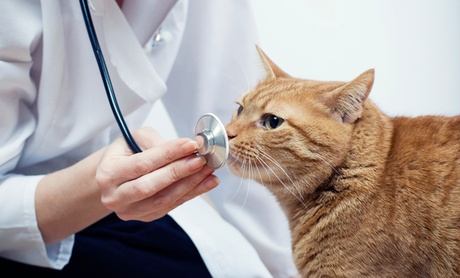 Up to 57% Off on Vet at Pet friends vet clinic