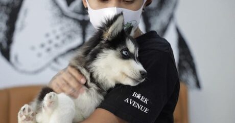 Up to 65% Off on Pet - Grooming / Salon at Bark Avenue