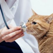 Up to 65% Off on Vet at Pet friends vet clinic