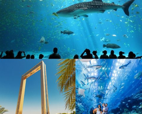 Combo: Dubai Frame + Dubai Aquarium & Underwater Zoo Must-see attractions
