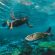 Dive & Snorkel Trips in Fujairah Water Sports
