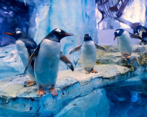 Dubai Aquarium & Underwater Zoo - All Access Pass Recently Added Experiences