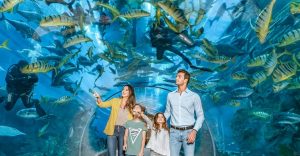Dubai Aquarium & Underwater Zoo - Explorer Experience Experiences