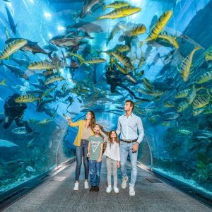 Dubai Aquarium & Underwater Zoo - Explorer Experience Experiences
