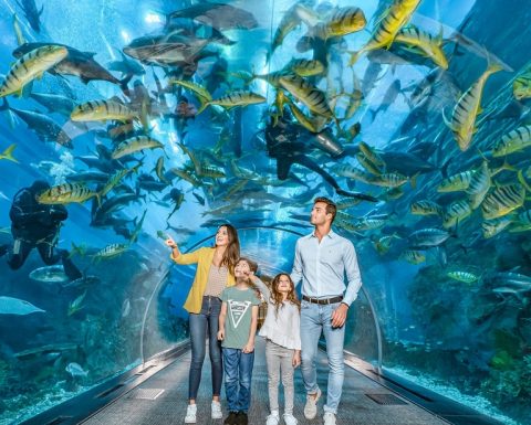 Dubai Aquarium & Underwater Zoo - Explorer Experience Experiences