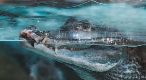 Dubai Aquarium & Underwater Zoo - King Crock Encounter Recently Added Experiences