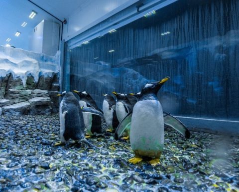 Dubai Aquarium & Underwater Zoo - Penguin Encounter Recently Added Experiences