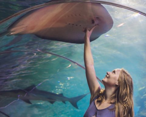 Dubai Aquarium & Underwater Zoo - Ray Encounter Experiences