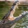 Dubai Crocodile Park Must-see attractions