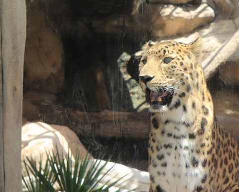 Emirates Park Zoo Experiences