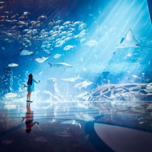 Lost Chambers Aquarium Experiences