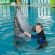 Swimming With Dolphins - Dubai Dolphinarium Dubai Dolphinarium