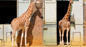 ZSL London Zoo Top-Rated Attractions