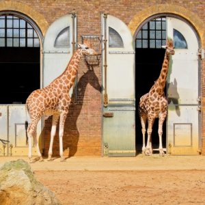 ZSL London Zoo Top-Rated Attractions