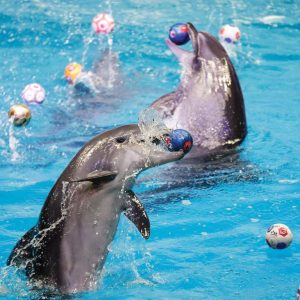 dolphinarium Must-see attractions