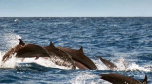 Dolphin Island Boat Trip Recently Added Experiences