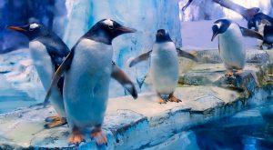 Dubai Aquarium & Underwater Zoo - All Access Pass Recently Added Experiences