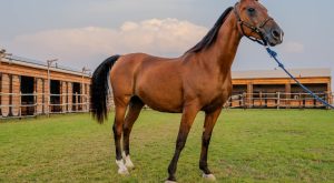 Horse Riding at Al Marmoom Oasis Desert safaris