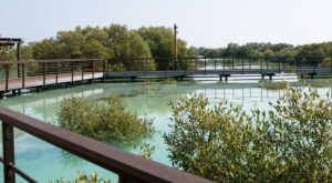 Jubail Mangrove Park - Boardwalk Experience Recently Added Experiences