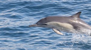 Dolphins Watching Sightseeing and Tours