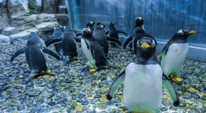 Dubai Aquarium & Underwater Zoo - Penguin Cove & Nursery Experience Experiences