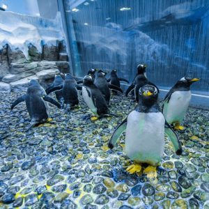 Dubai Aquarium & Underwater Zoo - Penguin Cove & Nursery Experience Experiences