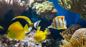 SEA LIFE Manchester Entry Ticket Theme Parks