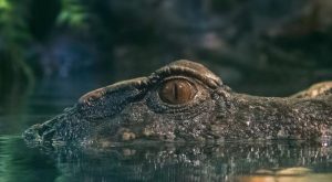 Dubai Aquarium & Underwater Zoo - King Crock Encounter  The Dubai Mall