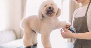 Up To 42% Off On At Cloud Pet Salon And Boarding Cloud Pet Salon And Boarding Sharjah & N. Emirates UAE