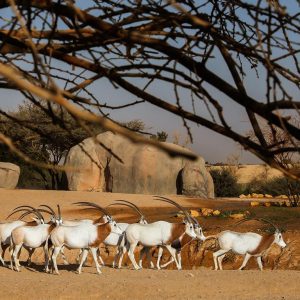 Al Ain Zoo Tickets Experiences