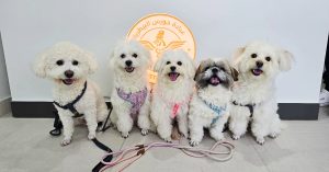 Explore Vaccine And Grooming Packages For Your Pet Horus Veterinary Clinic Abu Dhabi UAE
