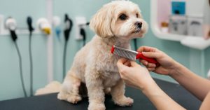 Dental Care For Cats Or Dogs Pets Oasis Veterinary Clinic Abu Dhabi UAE
