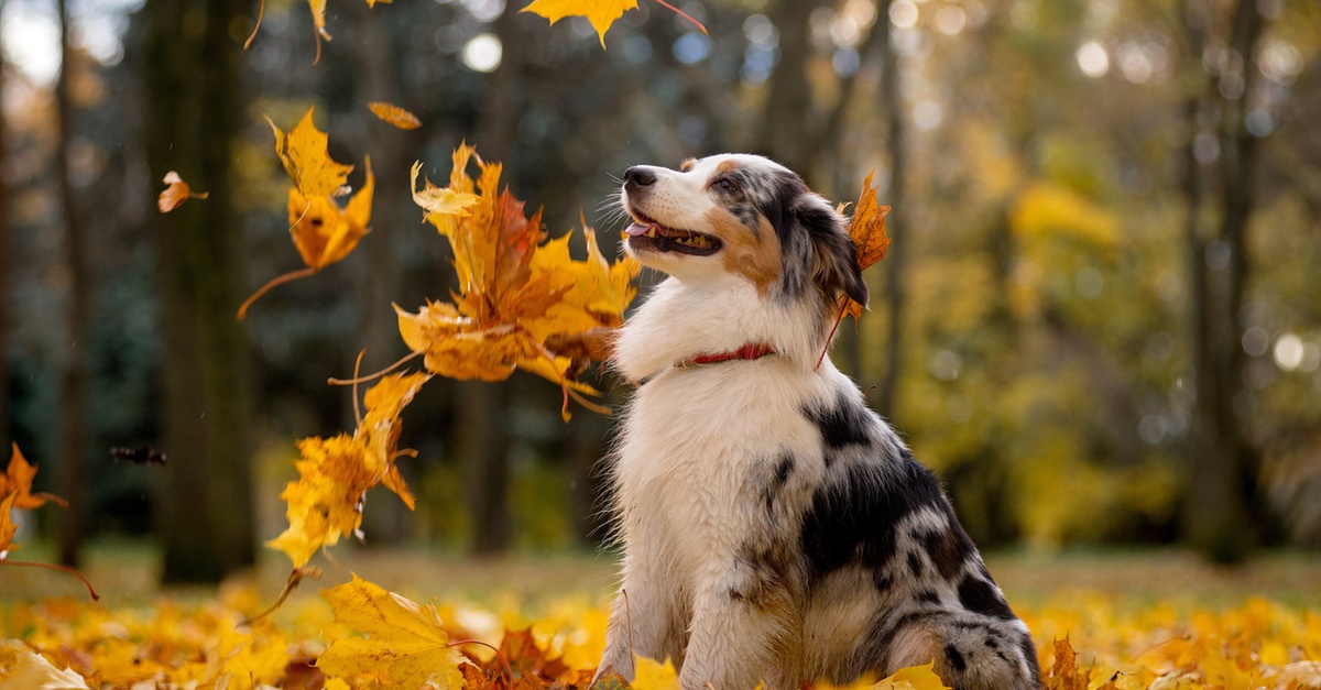 Canine Behavior & Puppy Training Courses Centre of Excellence Online National Deal UAE