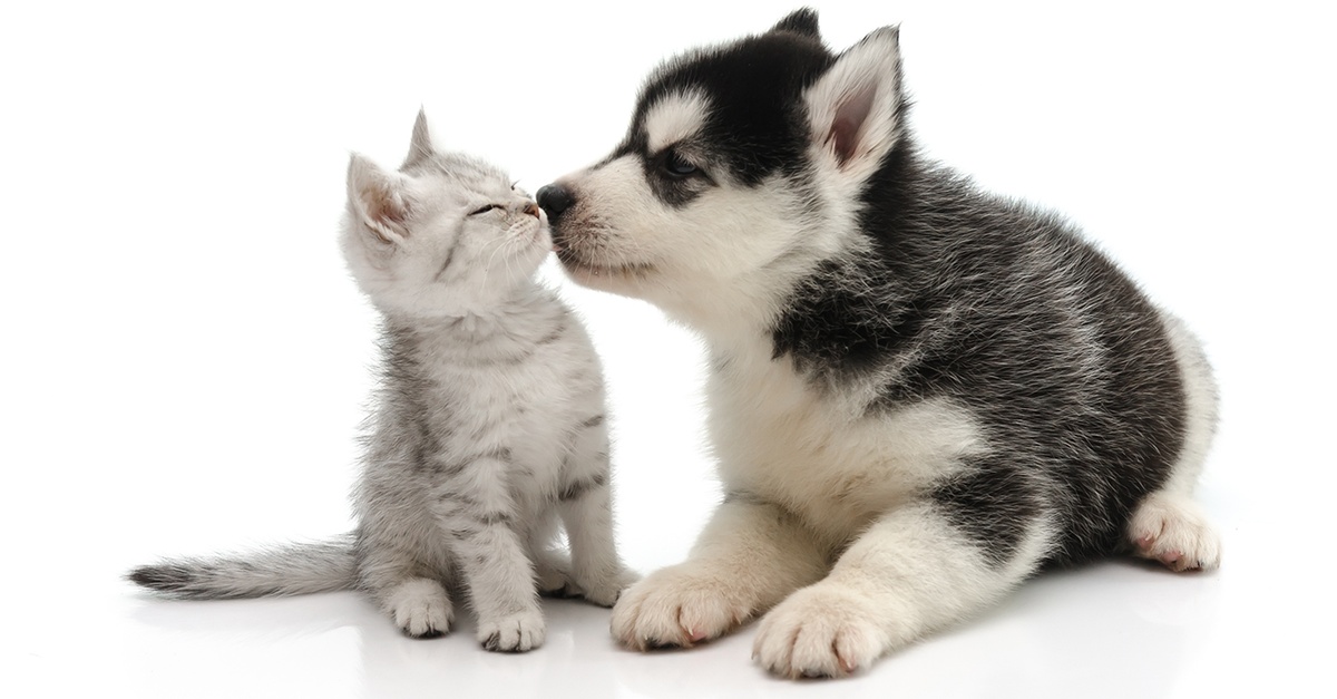 Dog/Cat Medical Check Up At Al Raha Veterinary Clinic Al Raha Veterinary Clinic Abu Dhabi UAE
