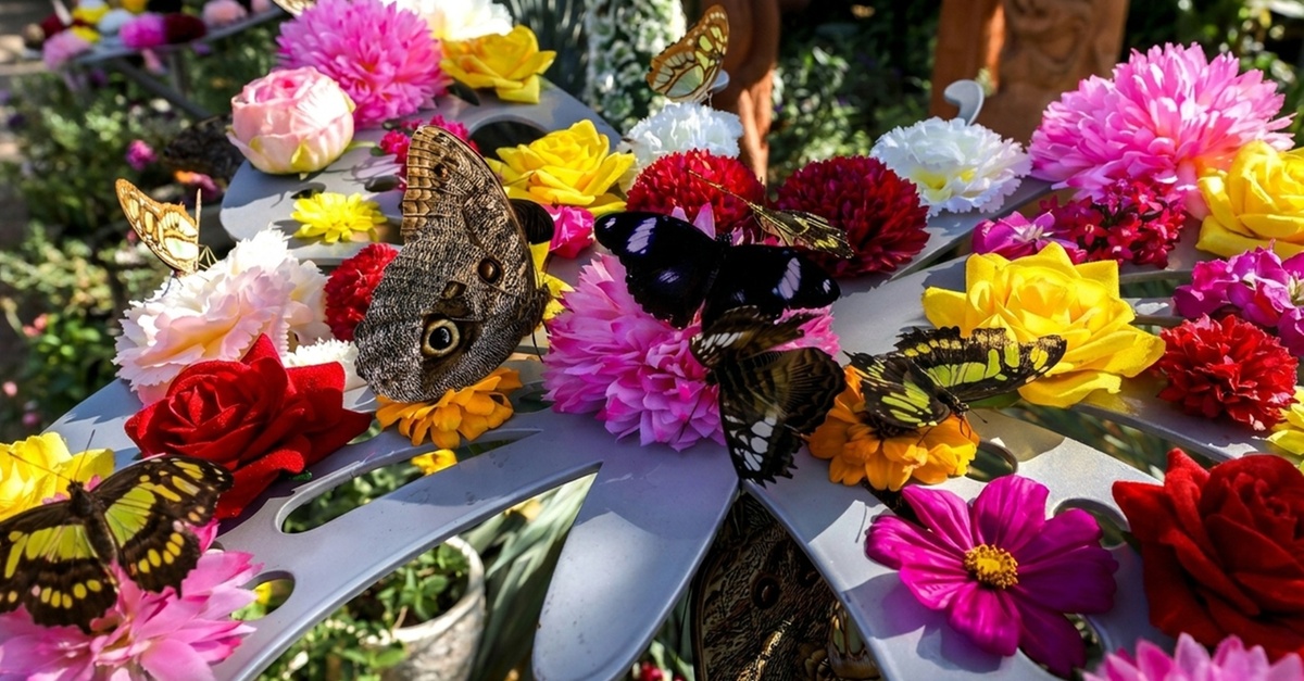 Dubai Butterfly Garden & Miracle Garden Pass For One