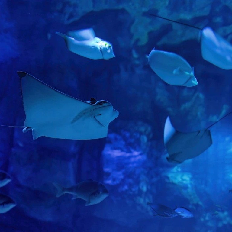 Marassi Aquarium & Underwater Zoo Tickets Top-Rated Attractions