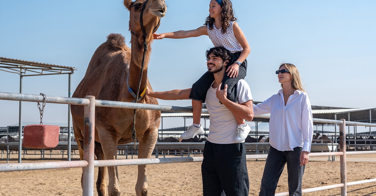 Camelicious Farm And Factory Tour With Camel Milk Tasting Camelicious Dubai UAE